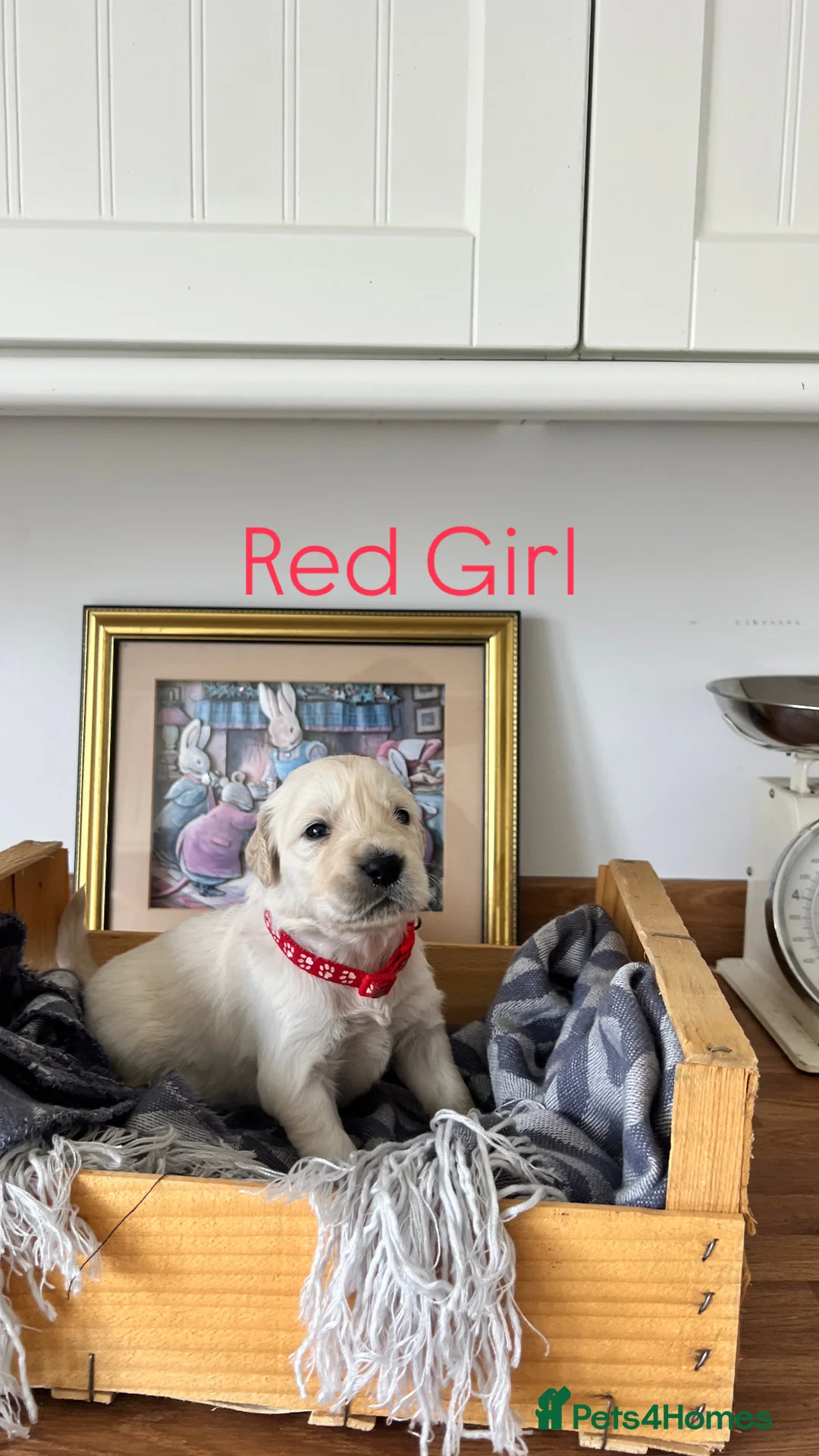 Golden Retriever dogs for sale: Golden Retrievers Seeking Forever Homes - Advert 11