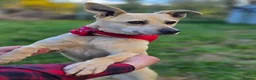 Mixed Breed dogs for adoption: ❤️🐶 STELLA – A BEAUTIFUL GIRL WHO NEEDS COMPANY in Stirling - Advert 1