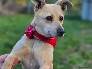 Mixed Breed dogs SCOTLAND: ❤️STELLA❤️BEAUTIFUL SMALL-TO-MEDIUM GIRL - Advert 1