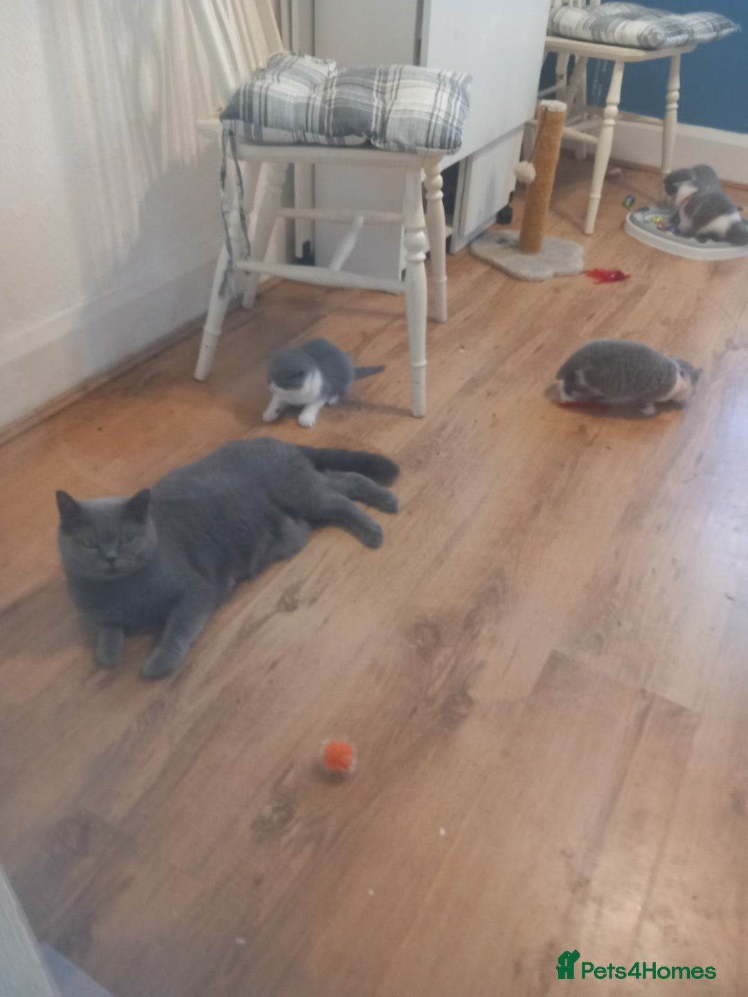 British Shorthair cats for sale: Stunning pedigree British short hair kittens  - Advert 12