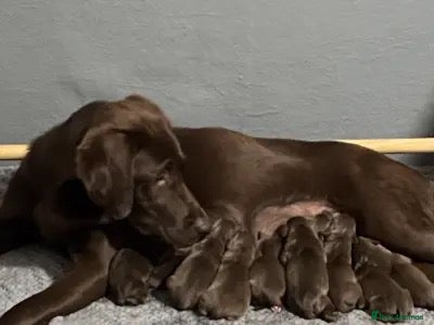 Labrador Retriever dogs KC CHOCOLATE LABRADOR PUPS HEALTH TESTED PARENTS - Advert 1
