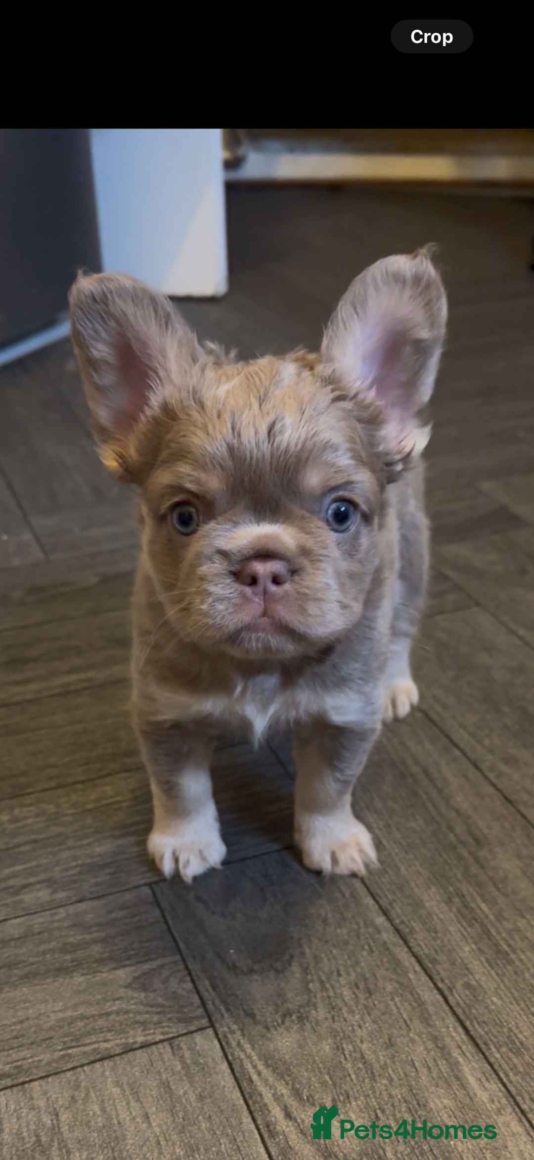 French Bulldog dogs for sale: Fluffy f - Advert 5