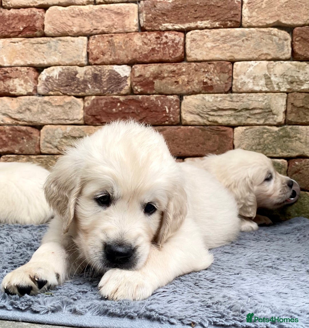 Golden Retriever dogs for sale: Exceptional KC Goldens- MULTI Champions Bloodline - Image 6