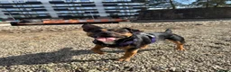 Mixed Breed dogs for sale: Mixed Breed Female in Manchester - Advert 1