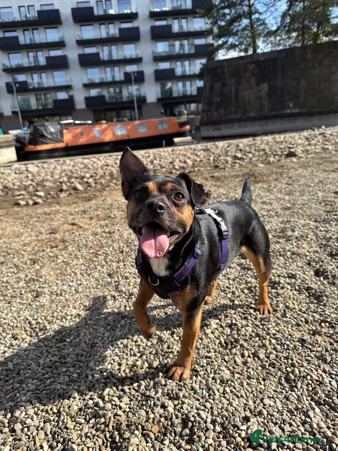 Mixed Breed dogs for sale: Mixed Breed Female in Manchester - Advert 1