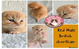 British Shorthair cats for sale: Beautiful TICA registered BSH kittens 🌈 - Image 2
