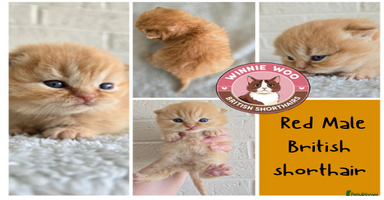 British Shorthair cats - Advert 10