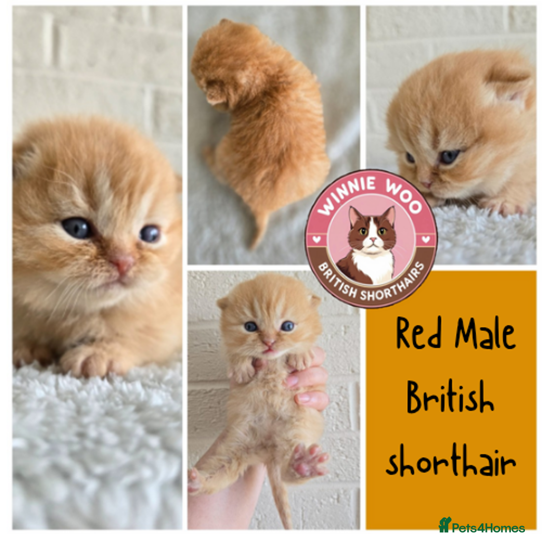 British Shorthair cats for sale: Beautiful TICA registered BSH kittens 🌈 - Image 2