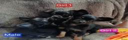 Chihuahua dogs for sale: Quality Longhair Chihuahua Puppies - Advert 14