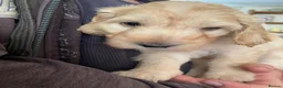 Cockapoo dogs for sale: Beautiful cockerpoo puppies - Advert 11