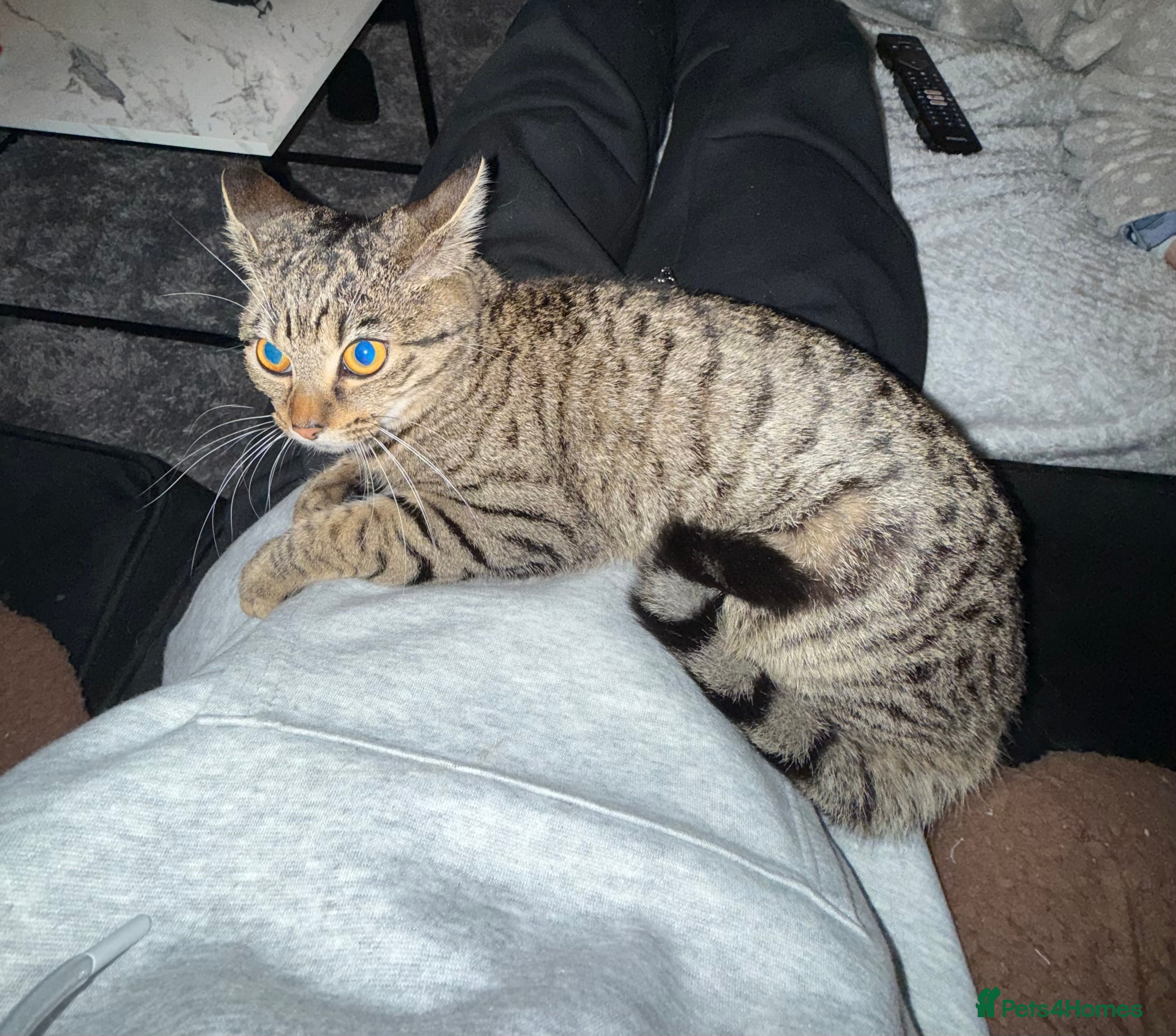 Bengal cats Aisa 9 months old  - Advert 1