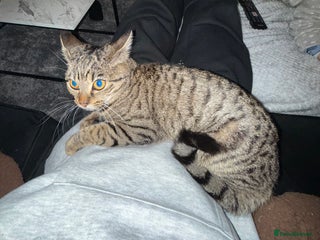 Bengal cats Aisa 9 months old - Advert 2