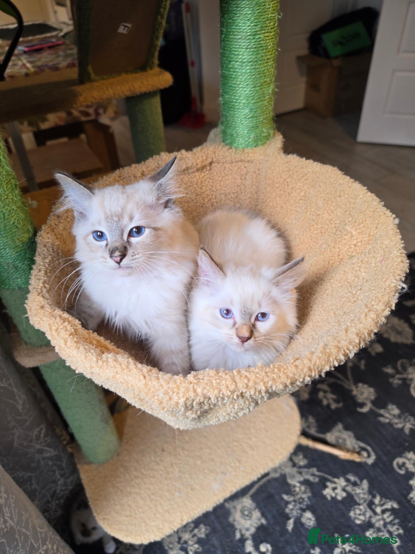 Ragdoll cats 💗7 Amazing kittens GCCF registered ❣️ - Advert 8