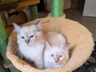 Ragdoll cats 💗7 Amazing kittens GCCF registered ❣️ - Advert 8