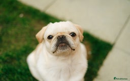 Pug dogs for sale: Pug nearly year old - Image 1