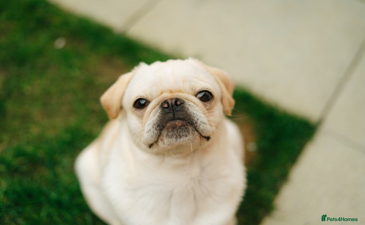 Pug dogs - Advert 1