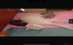 Mixed Breed cats for sale: Cats for sale  - Image 1