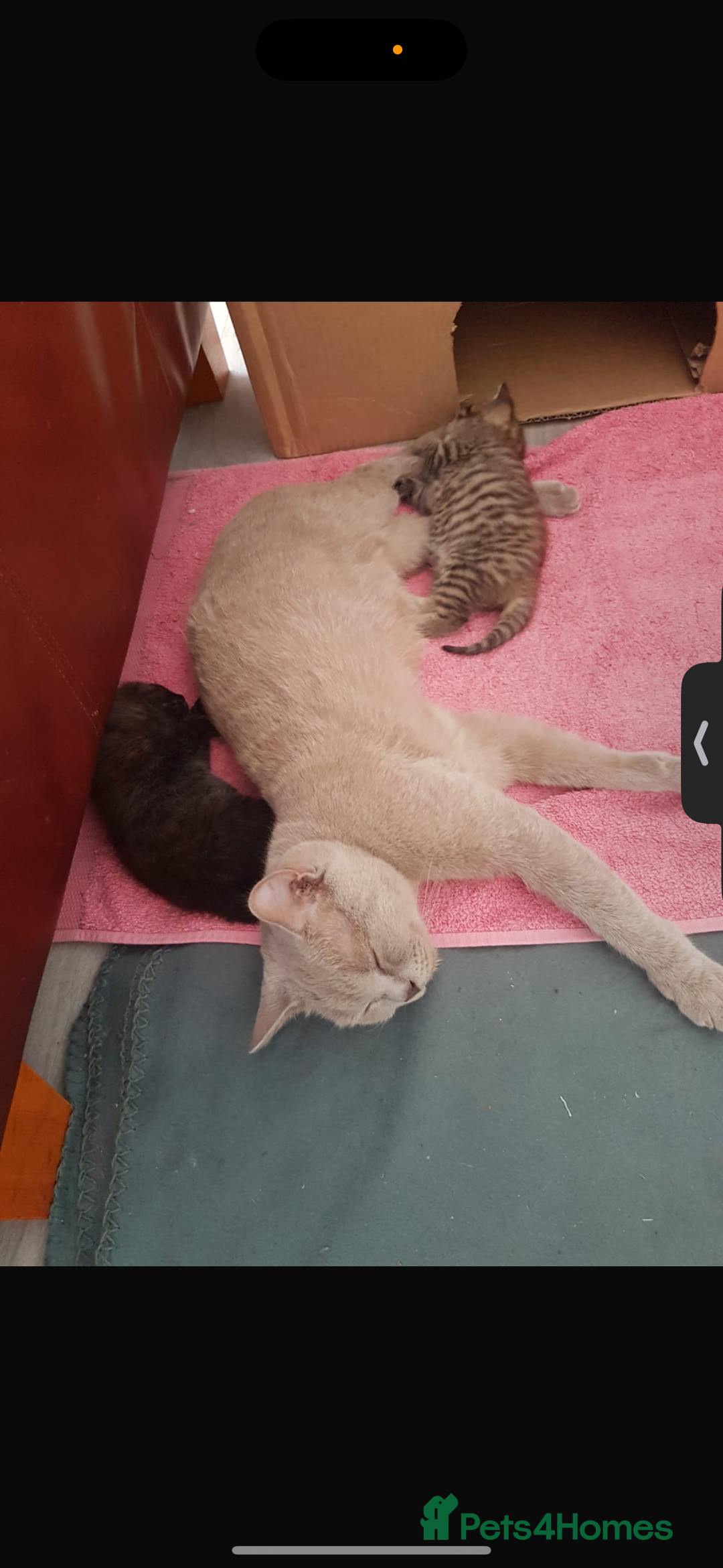 Mixed Breed cats for sale: Cats for sale  - Image 1