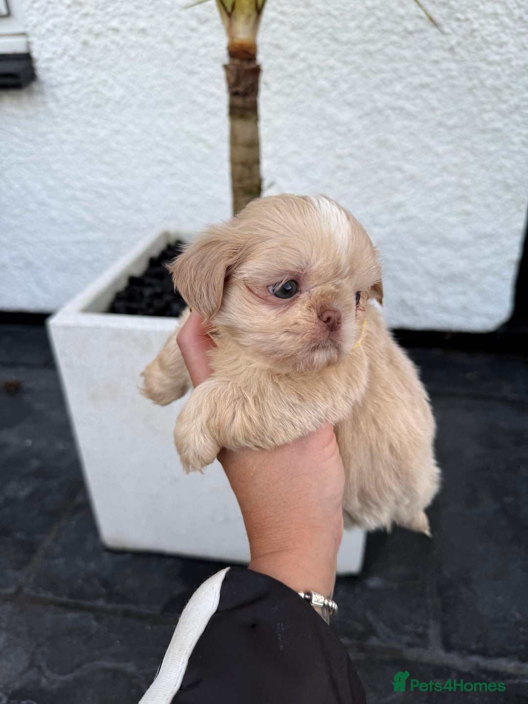Shih Tzu dogs for sale: IMRERIAL SHIHTZU PUPPIES - Advert 7