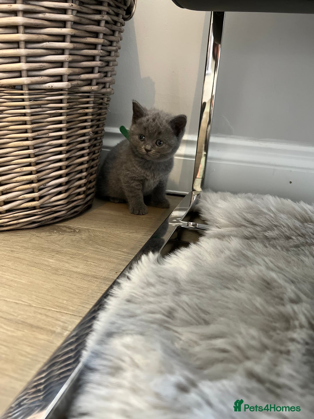 British Shorthair cats for sale: 🏆Grand Champion Sired GCCF BritishShorthair 1left - Image 8