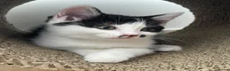 Mixed Breed cats for sale: Beautiful Half British Shorthair Kittens 🐾  - Advert 9