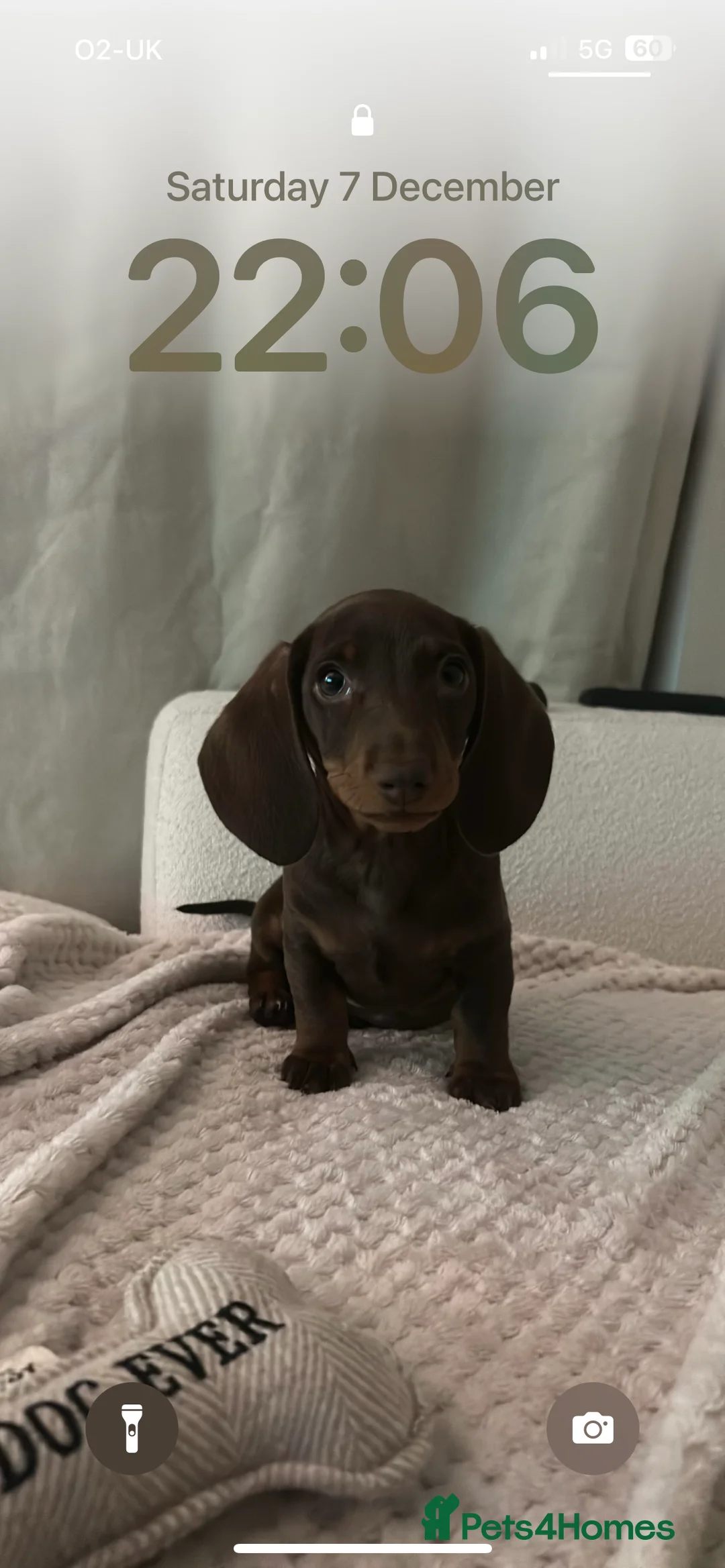Dachshund dogs for stud: Richmond the stud  - Advert 13