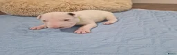 Bull Terrier dogs for sale: Bullterrier  - Advert 8