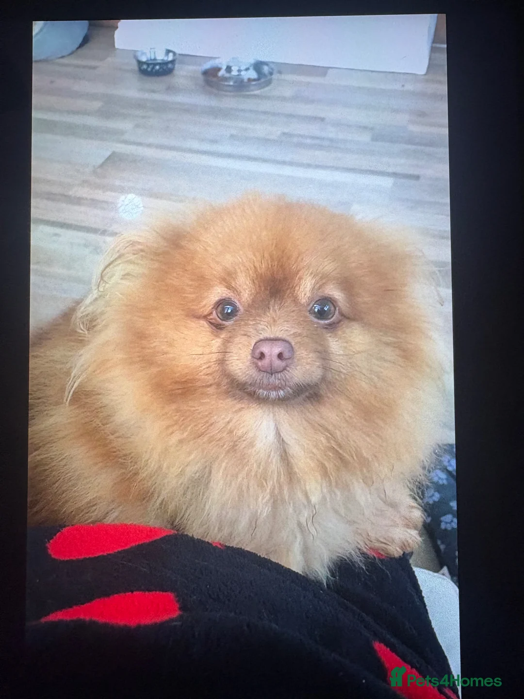 Pomeranian dogs for sale: Two beautiful boys cream sable chocolate  - Advert 2
