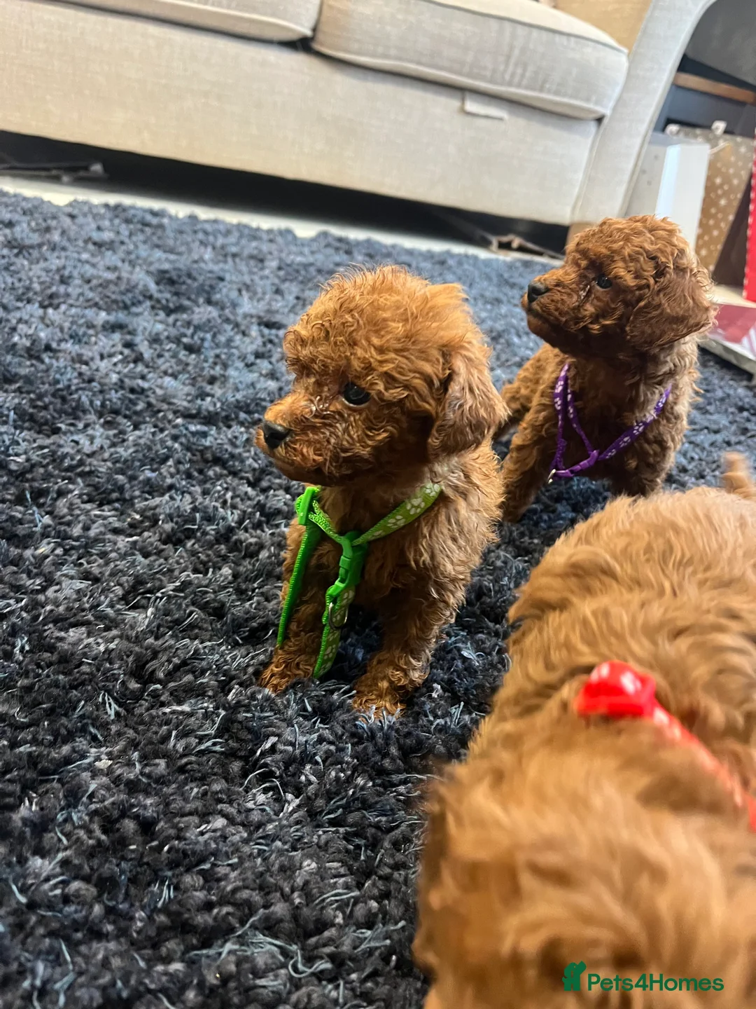 Miniature Poodle dogs for sale: FOX Red Miniature Poodles!!! 400 Health Tests!! - Advert 6