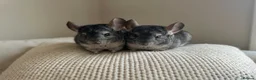 Chinchilla rodents for sale: Beautiful 11-week-old girls in Greenford - Advert 4