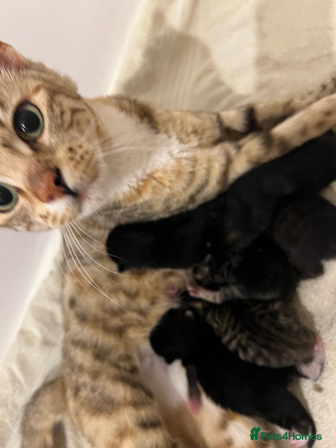Mixed Breed cats for sale: Bengal Mix- Ready! 4/6 left  - Image 25