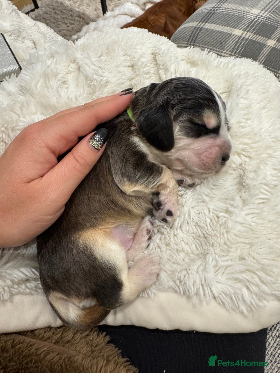 Cocker Spaniel dogs for sale: KC show cocker spaniel puppies  - Advert 5