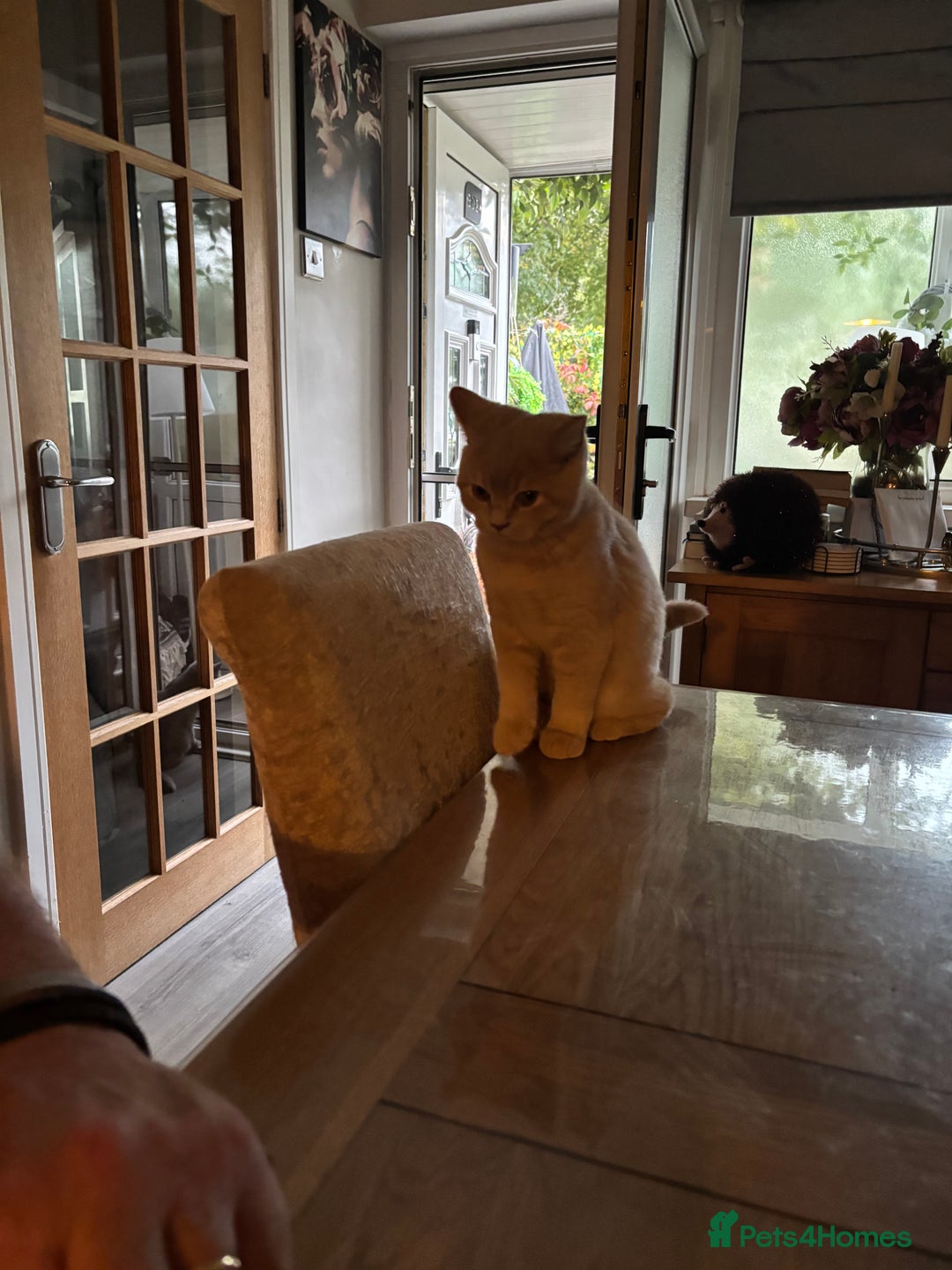 British Shorthair cats for sale: Stunning GCCF cream boy ready now  - Image 17