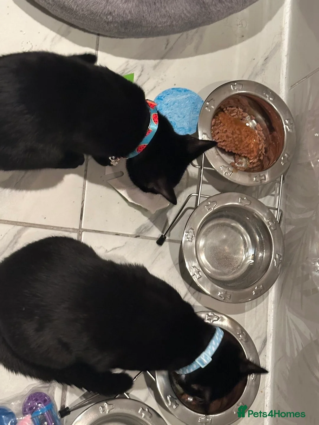 Mixed Breed cats for sale: 3 cats, tortie, tuxedo and black  - Advert 2