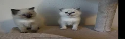 Persian cats for sale: Persian-Ragdoll Kittens - Affectionate and Fluffy - Advert 26