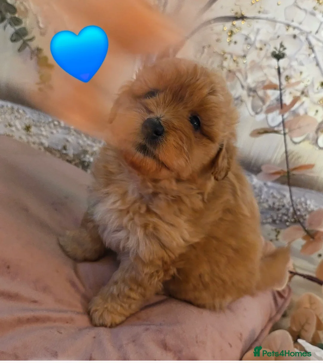 Mixed Breed dogs for sale: Maltipoo puppies  - Advert 1