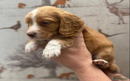 Cocker Spaniel dogs for sale: Beautiful KC Registered Working Cocker Spaniel Boy - Image 20