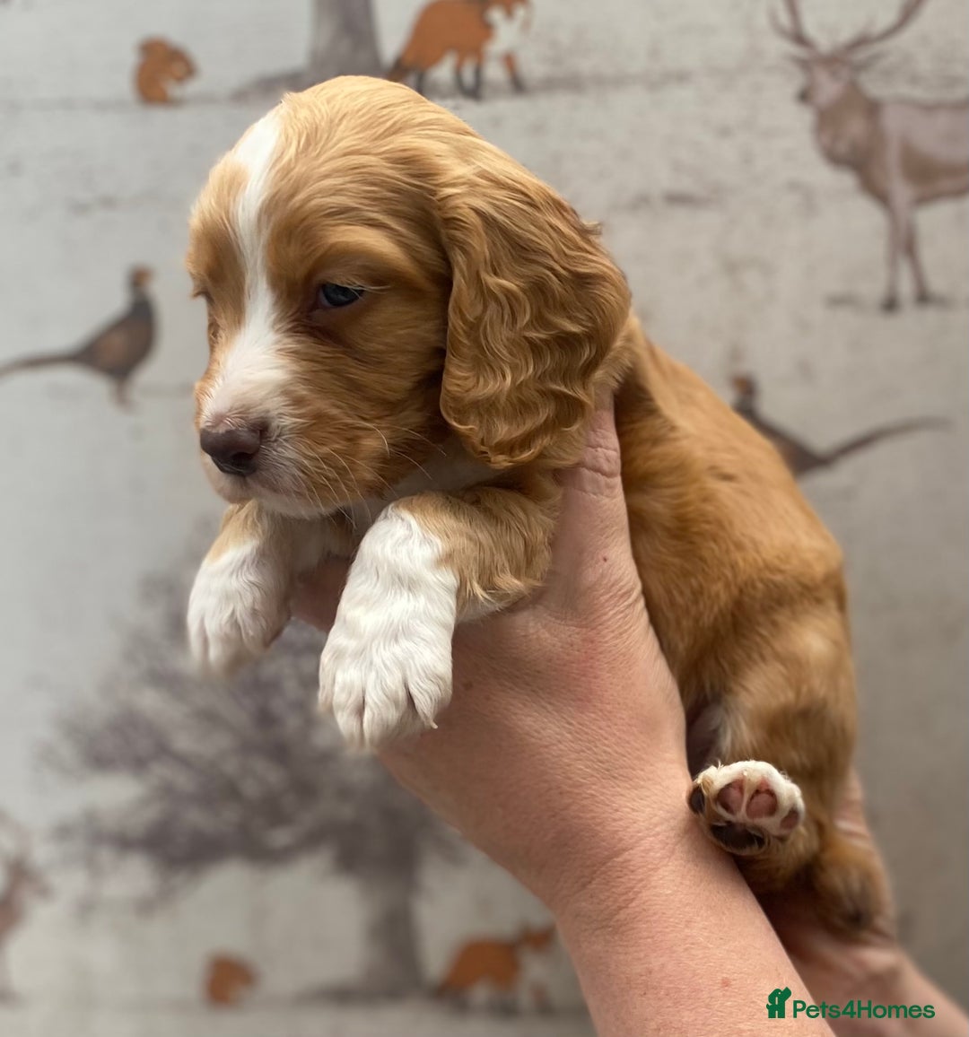 Cocker Spaniel dogs for sale: Beautiful KC Registered Working Cocker Spaniel Boy - Image 20