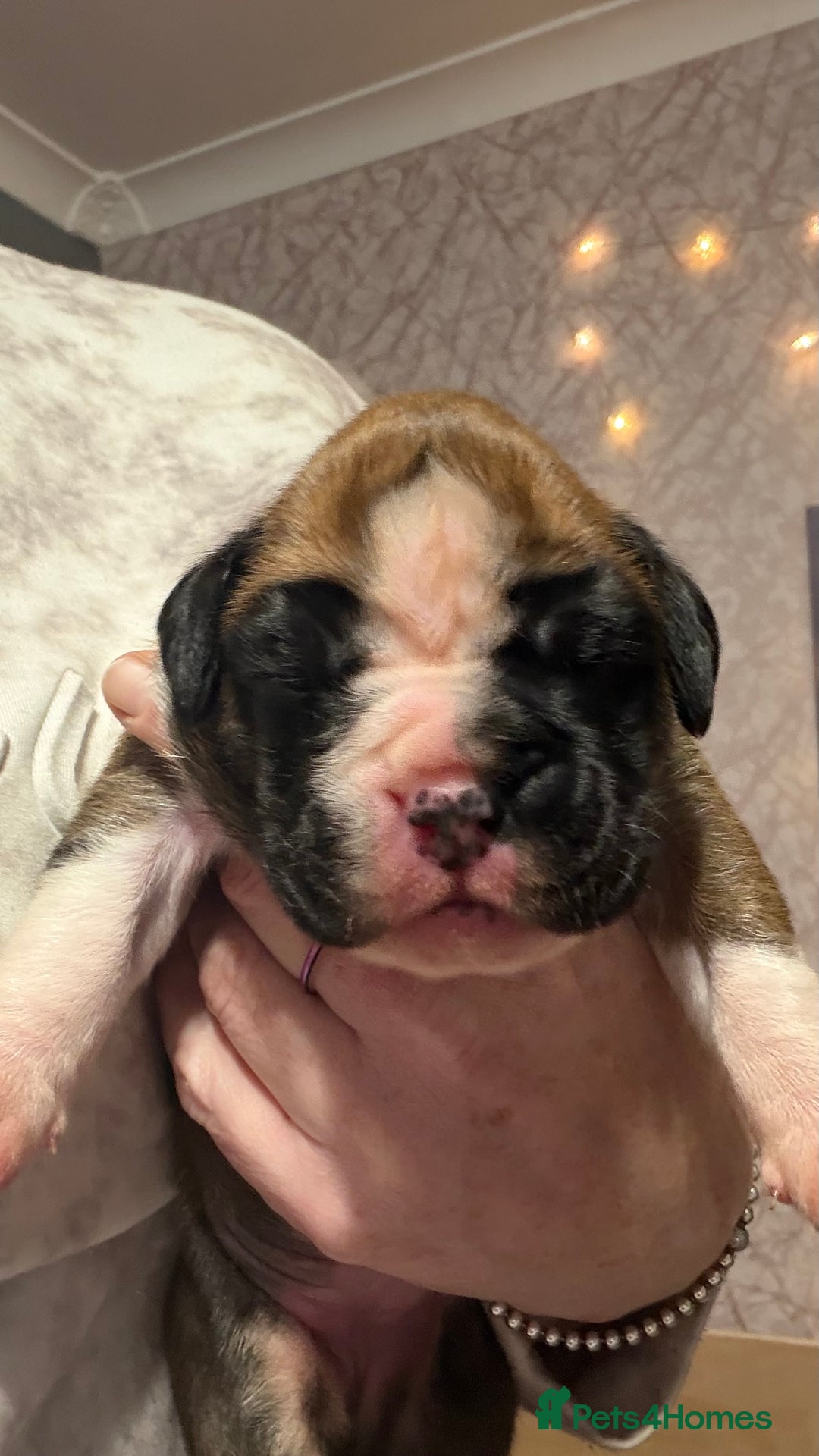 Boxer dogs for sale: Beautiful Boxer Puppies - Advert 3