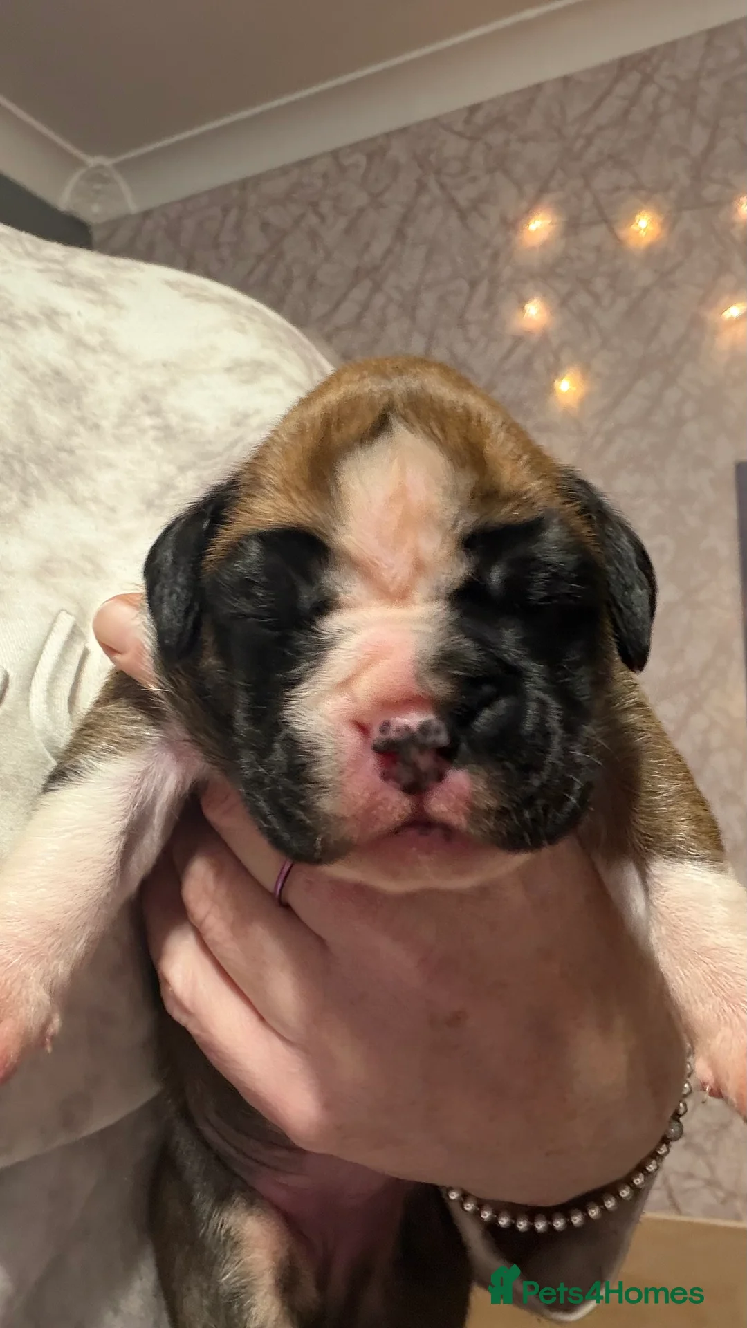 Boxer dogs for sale: Beautiful Boxer Puppies - Advert 6