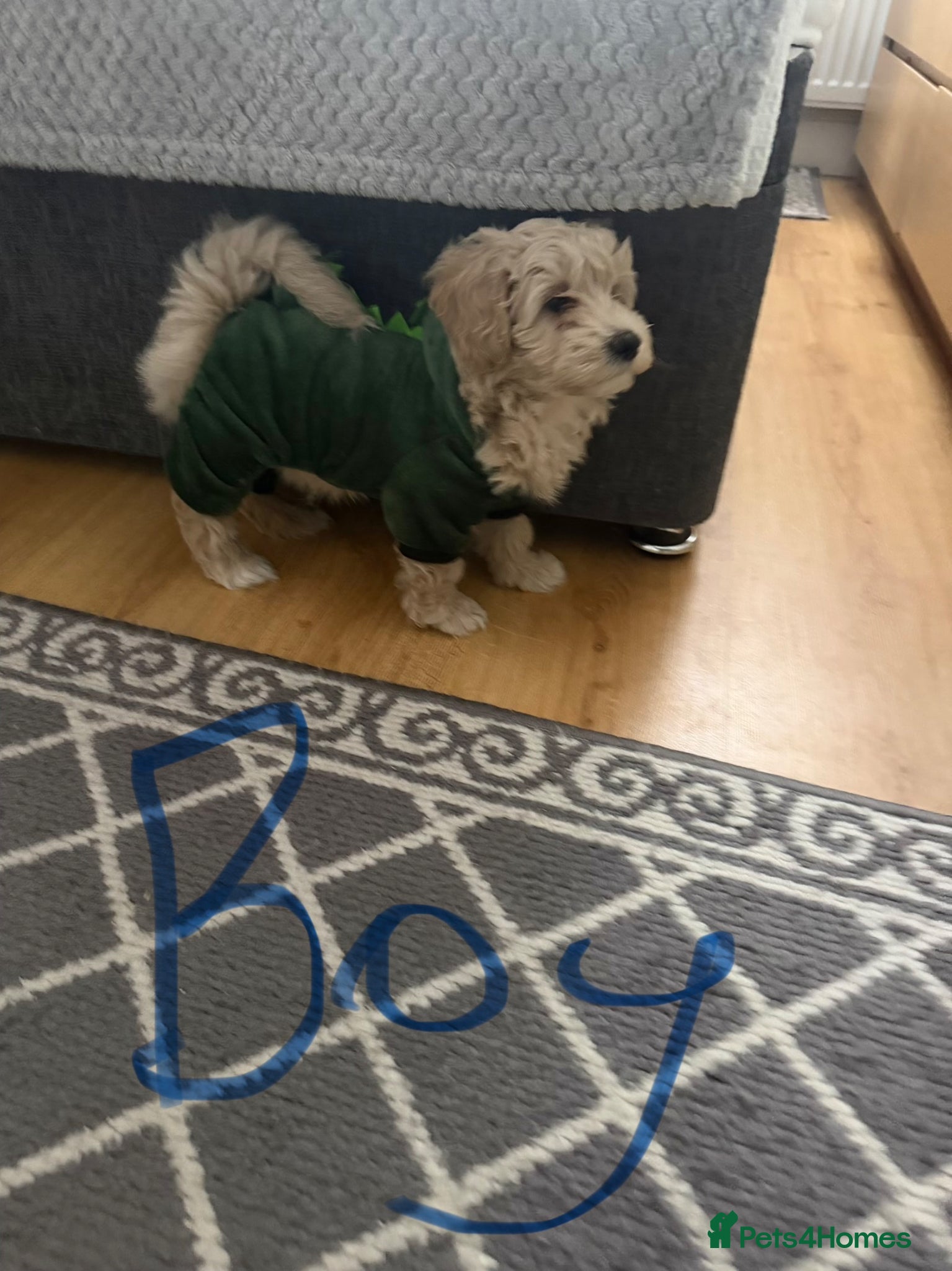 Maltipoo dogs Maltipoo Puppies for sale  - Advert 2