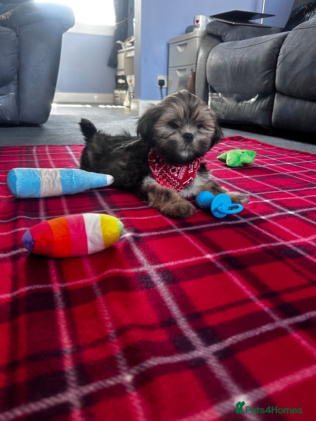 Lhasa Apso dogs for sale: KC Registered Lhasa Apso boy puppy - Image 8