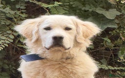 Golden Retriever dogs for sale: Chunky, Polar bear white KC golden retriever boy - Image 1