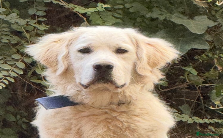 Golden Retriever dogs - Advert 1