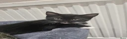 Domestic Shorthair cats for sale: Adorable kittens -Hayling island  - Advert 19