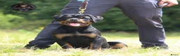 Rottweiler dogs for stud: Top KC Registered Rottweiler Stud Simba - Advert 18