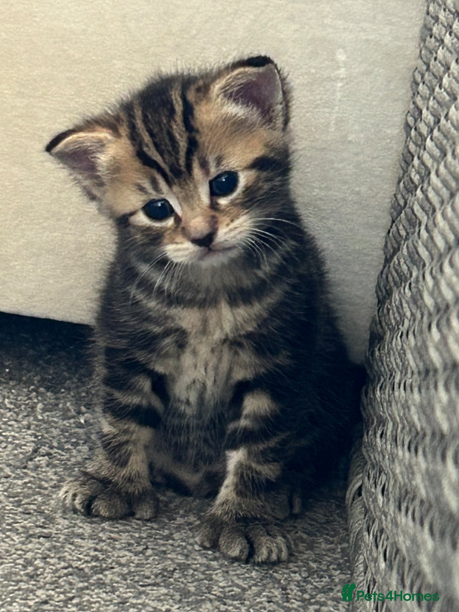 Mixed Breed cats Tabby Kittens for sale  - Advert 7