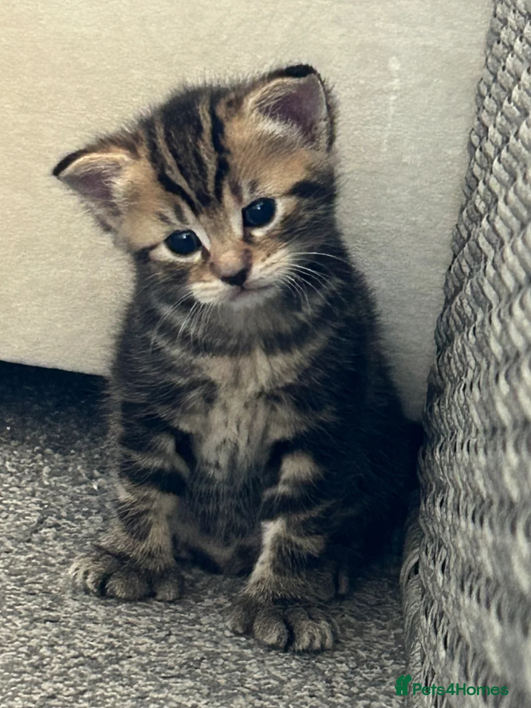 Mixed Breed cats for sale: Tabby Kittens for sale  in Ross-on-Wye - Advert 1
