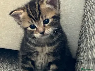 Mixed Breed cats Tabby Kittens for sale - Advert 8
