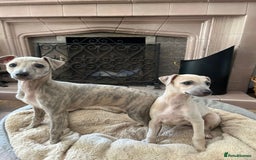 Mixed Breed dogs for sale:  🐶✨ ADORABLE WIGGY PUPPIES – licenced  breeder  - Image 4